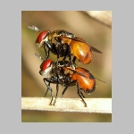 Gymnosoma sp - Raupenfliege 11.jpg